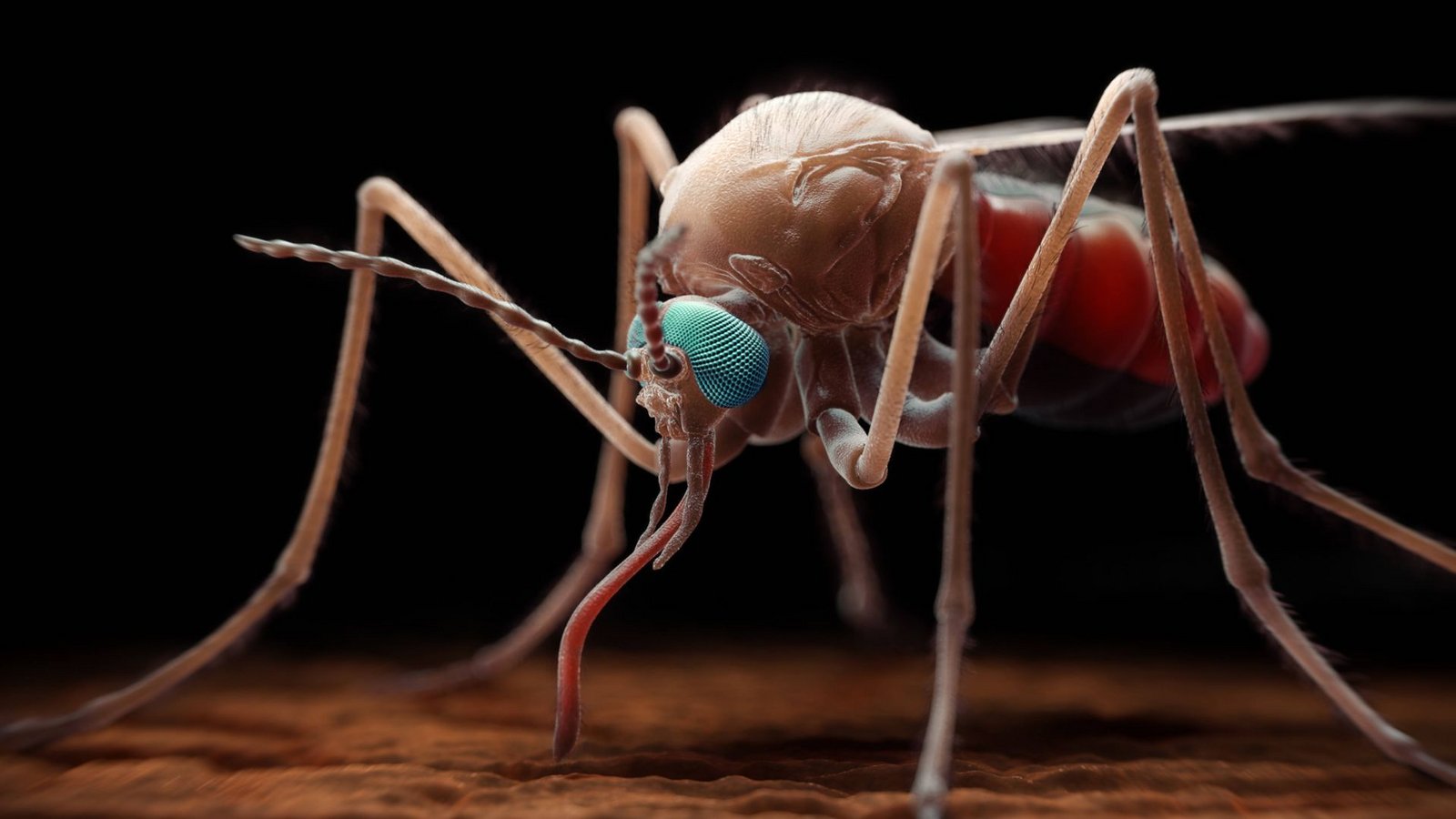 3D-Illustration eines weiblichen Moskito der Gattung Anopheles, welcher den einzelligen Parasiten der Gattung Plasmodium überträgt,der wiederum Malaria hervorruft.Foto: Imago/SuperStock 3D-Illustration eines weiblichen Moskito der Gattung Anopheles, welcher den einzelligen Parasiten der Gattung Plasmodium überträgt,der wiederum Malaria hervorruft.Foto: Imago/SuperStock