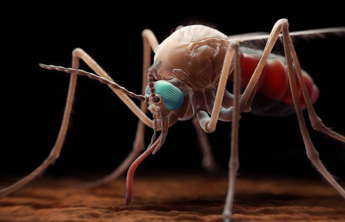 3D-Illustration eines weiblichen Moskito der Gattung Anopheles, welcher den einzelligen Parasiten der Gattung Plasmodium überträgt,der wiederum Malaria hervorruft.<span class='image-autor'>Foto: Imago/SuperStock</span>