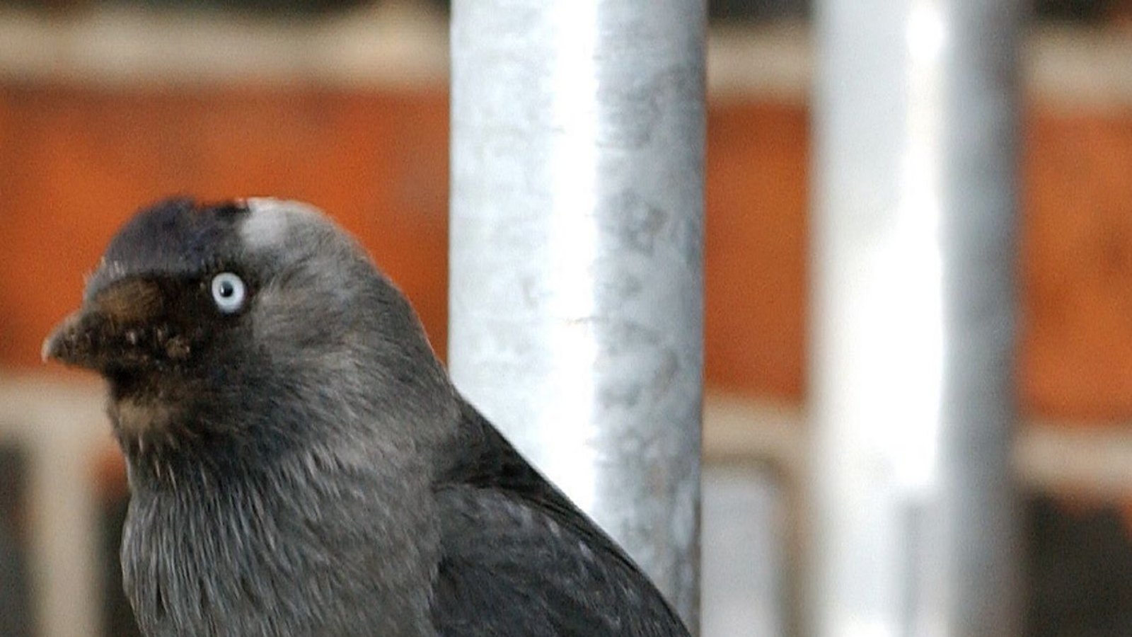 Dohle (Corvus monedula).Foto: dpa Dohle (Corvus monedula).Foto: dpa