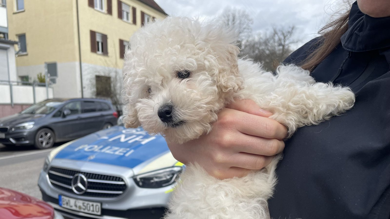 Der Pudelwelpe wurde illegal aus der Slowakei nach Deutschland eingeführt. Am Freitag hat ihn das Veterinäramt Heilbronn beschlagnahmt.Foto: Peta