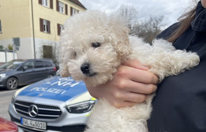 Der Pudelwelpe wurde illegal aus der Slowakei nach Deutschland eingeführt. Am Freitag hat ihn das Veterinäramt Heilbronn beschlagnahmt.<span class='image-autor'>Foto: Peta</span>