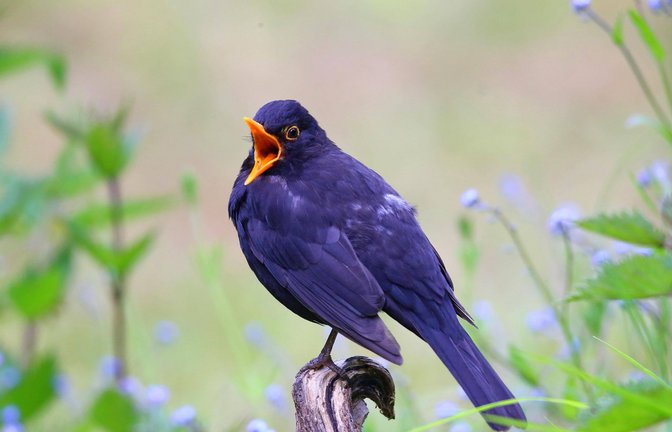 Begnadete Sänger im schwarzen Anzug – alles nur, um die Damen zu beeindrucken.<span class='image-autor'>Foto: Imago //Ottfried Schreiter</span>