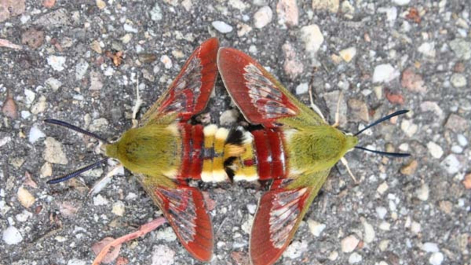 Hummelschwärmer bei der Paarung. Foto: Härle Hummelschwärmer bei der Paarung. Foto: Härle