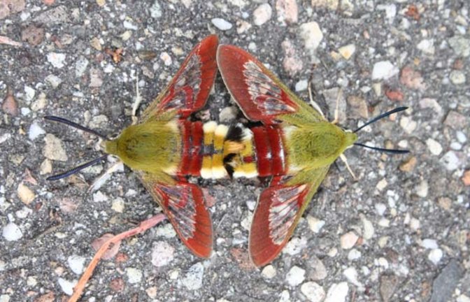 Hummelschwärmer bei der Paarung. Foto: Härle