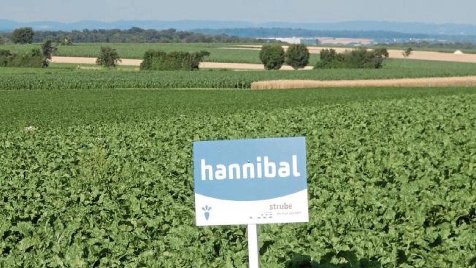 Hannibal lässt grüßen. Nicht beim Zug im zweiten Punischen Krieg über die Alpen, nur auf dem Weitfeld als Zuckerrübensorte. Man könne mit Hannibal „neue Zuckergipfel erobern“ verspricht der Saatgutzüchter. Foto: Arning Hannibal lässt grüßen. Nicht beim Zug im zweiten Punischen Krieg über die Alpen, nur auf dem Weitfeld als Zuckerrübensorte. Man könne mit Hannibal „neue Zuckergipfel erobern“ verspricht der Saatgutzüchter. Foto: Arning