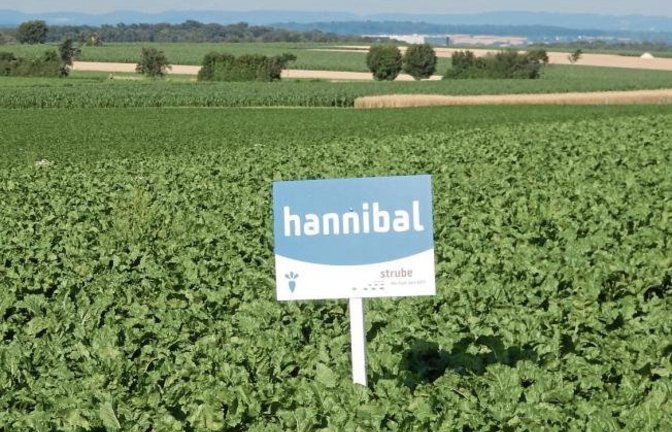 Hannibal lässt grüßen. Nicht beim Zug im zweiten Punischen Krieg über die Alpen, nur auf dem Weitfeld als Zuckerrübensorte. Man könne mit Hannibal „neue Zuckergipfel erobern“ verspricht der Saatgutzüchter.  Foto: Arning
