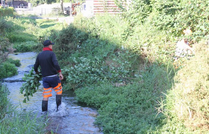 Als die VKZ im September die städtischen Mitarbeiter bei ihrer Arbeit in Riet begleitet, reichen Gummistiefel an den Füßen aus. In Aurich standen die Bauhofmitarbeiter kurz davor in deutlich tieferem Wasser. Entsprechend liefen sie da in Wathosen durchs kühle Nass. Bei solchen Hosen sind Gummistiefel und Hose an einem Stück. <span class='image-autor'>Fotos: Müller</span>