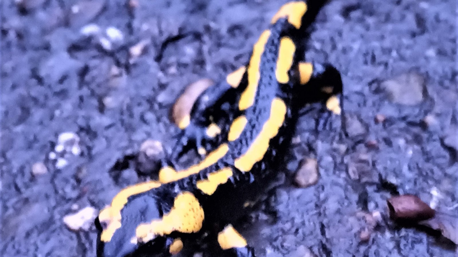 Achtung, Lurchi ist unterwegs, hier gestern Morgen auf einer Straße in Aurich. Die Amphibien suchen derzeit Winterverstecke auf.  Foto: Rücker