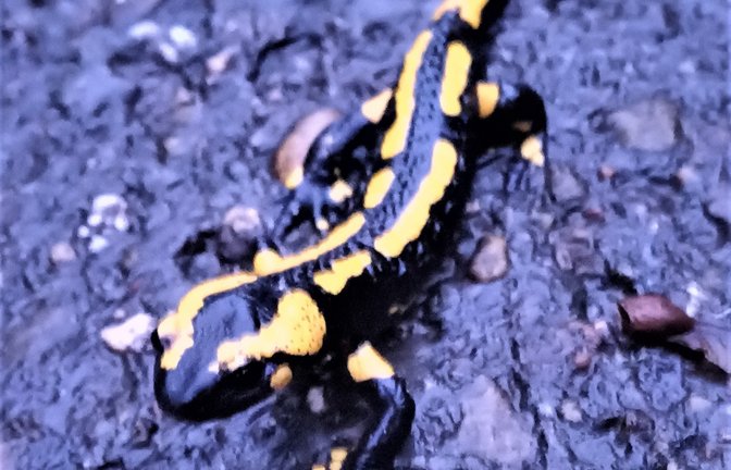 Achtung, Lurchi ist unterwegs, hier gestern Morgen auf einer Straße in Aurich. Die Amphibien suchen derzeit Winterverstecke auf.  <span class='image-autor'>Foto: Rücker</span>