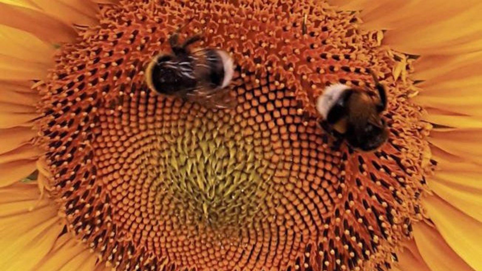 Eine Sonnenblume mit kurzfristig lebendigen Augen hat unsere Leserin Gudrun Kraft-von Hausen mit der Kamera eingefangen. Eine Sonnenblume mit kurzfristig lebendigen Augen hat unsere Leserin Gudrun Kraft-von Hausen mit der Kamera eingefangen.