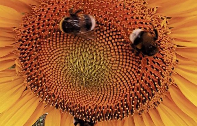 Eine Sonnenblume mit kurzfristig lebendigen Augen hat unsere Leserin Gudrun Kraft-von Hausen mit der Kamera eingefangen.