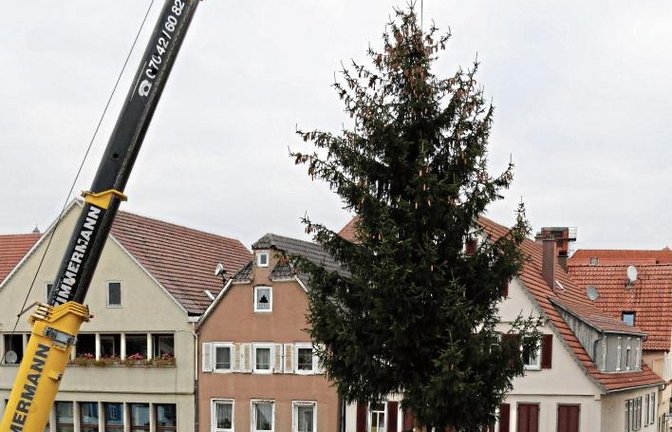 Der Weihnachtsbaum schwebt auf dem Vaihinger Marktplatz ein. Foto: Bögel