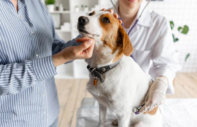Die Übersicht der Tierarztkosten für Hunde als Tabelle. Das müssen Hundebesitzer laut Gebührenordnung für Tierärzte (GOT) für Impfungen, Operationen und Co bezahlen.<span class='image-autor'>Foto: Sergey Mikheev / Shutterstock.com</span>