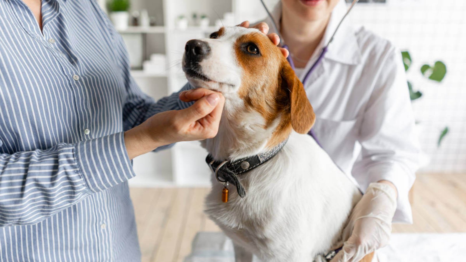Die Übersicht der Tierarztkosten für Hunde als Tabelle. Das müssen Hundebesitzer laut Gebührenordnung für Tierärzte (GOT) für Impfungen, Operationen und Co bezahlen.Foto: Sergey Mikheev / Shutterstock.com Die Übersicht der Tierarztkosten für Hunde als Tabelle. Das müssen Hundebesitzer laut Gebührenordnung für Tierärzte (GOT) für Impfungen, Operationen und Co bezahlen.Foto: Sergey Mikheev / Shutterstock.com