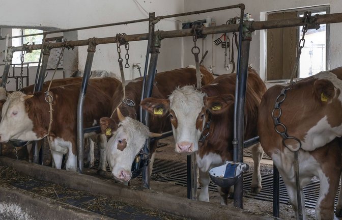 Rund eine Million Rinder und Milchkühe werden in Deutschland angekettet. Das spart Platz und Geld. (Symbolbild)<span class='image-autor'>Foto: imago/imagebroker</span>