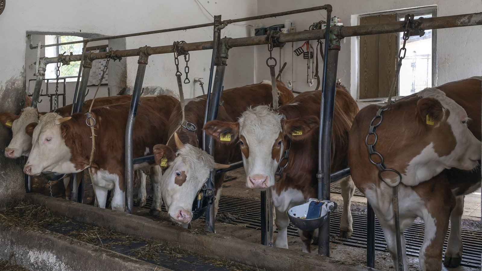 Rund eine Million Rinder und Milchkühe werden in Deutschland angekettet. Das spart Platz und Geld. (Symbolbild)Foto: imago/imagebroker