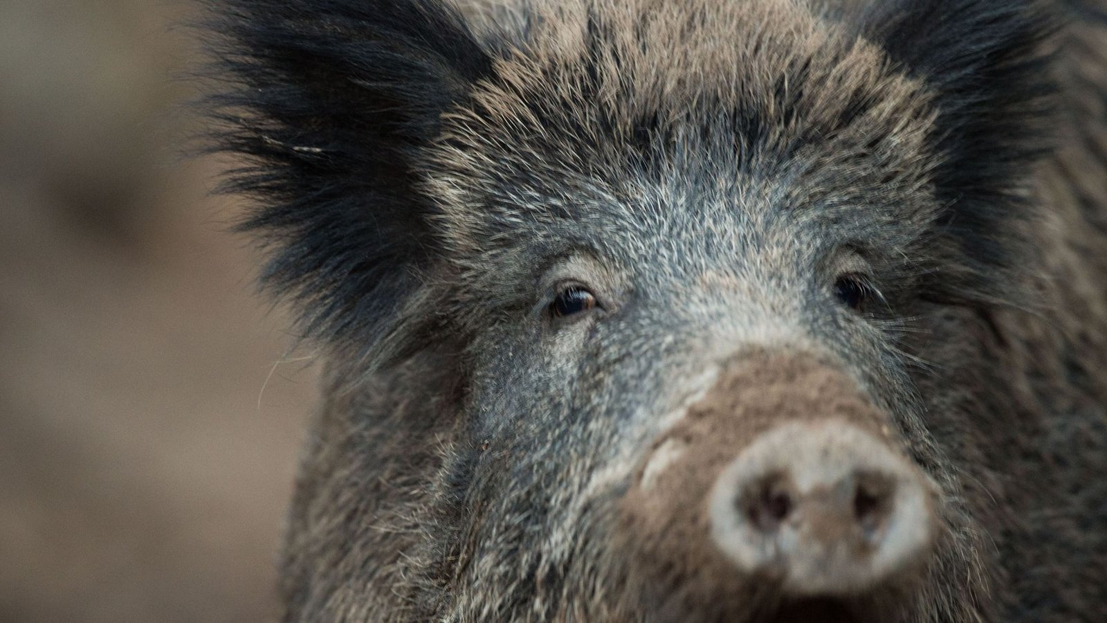 In Hessen und Rheinland-Pfalz gibt es zahlreiche Wildschweine, die positiv auf das Virus getestet wurden.Foto: dpa/Lino Mirgeler In Hessen und Rheinland-Pfalz gibt es zahlreiche Wildschweine, die positiv auf das Virus getestet wurden.Foto: dpa/Lino Mirgeler