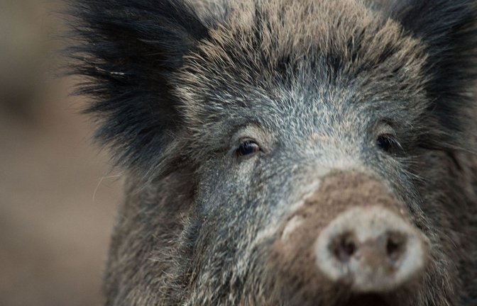 In Hessen und Rheinland-Pfalz gibt es zahlreiche Wildschweine, die positiv auf das Virus getestet wurden.<span class='image-autor'>Foto: dpa/Lino Mirgeler</span>