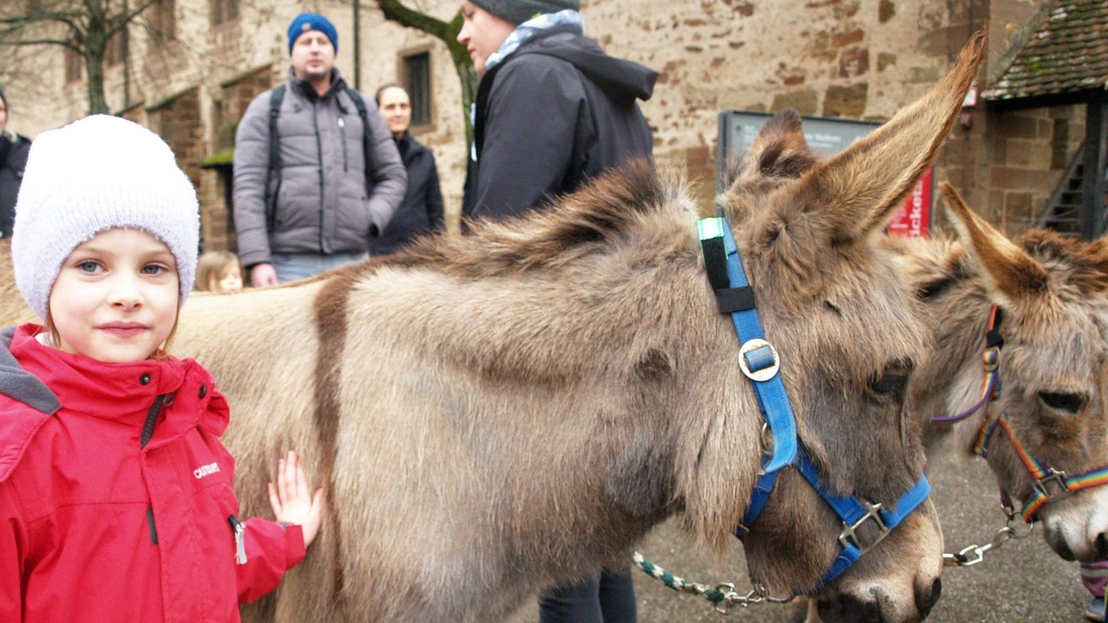 Besucherin Amelie nähert sich auf dem Klosterplatz behutsam dem Esel Anton.  Foto: Filitz
