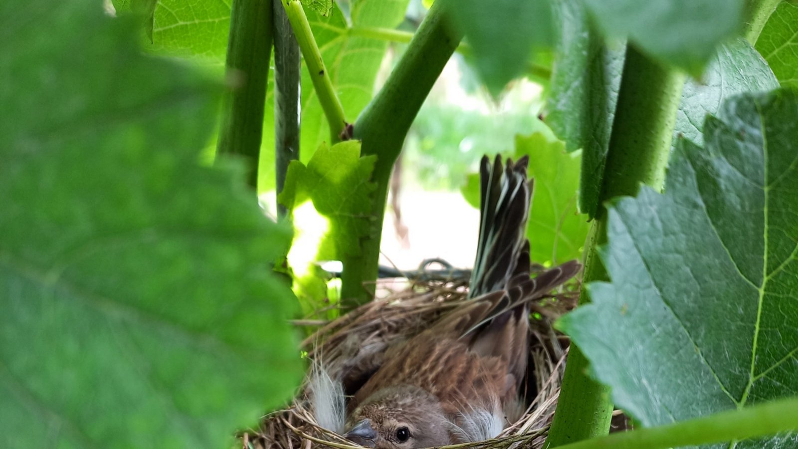 „Von wegen ‚ausgeräumte Agrarlandschaft‘: In diesem Enzweihinger Weinberg wachsen nicht nur Weintrauben heran, sondern hier wird wohl auch der Vogel-Nachwuchs bebrütet, was bei Weinbergsarbeiten entdeckt und mit gebührendem Abstand fotografiert wurde“, schreibt uns Philipp Pfisterer aus Enzweihingen. Die Wengerter haben das Vögele demnach bei der Handarbeit entdeckt und mehr Laub am Rebstock gelassen – zum Schutz der jungen Familie. Vielleicht ist es eine Heckenbraunelle?
