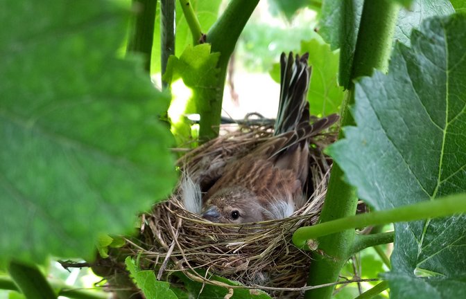 „Von wegen ‚ausgeräumte Agrarlandschaft‘: In diesem Enzweihinger Weinberg wachsen nicht nur Weintrauben heran, sondern hier wird wohl auch der Vogel-Nachwuchs bebrütet, was bei Weinbergsarbeiten entdeckt und mit gebührendem Abstand fotografiert wurde“, schreibt uns Philipp Pfisterer aus Enzweihingen. Die Wengerter haben das Vögele demnach bei der Handarbeit entdeckt und mehr Laub am Rebstock gelassen – zum Schutz der jungen Familie. Vielleicht ist es eine Heckenbraunelle?