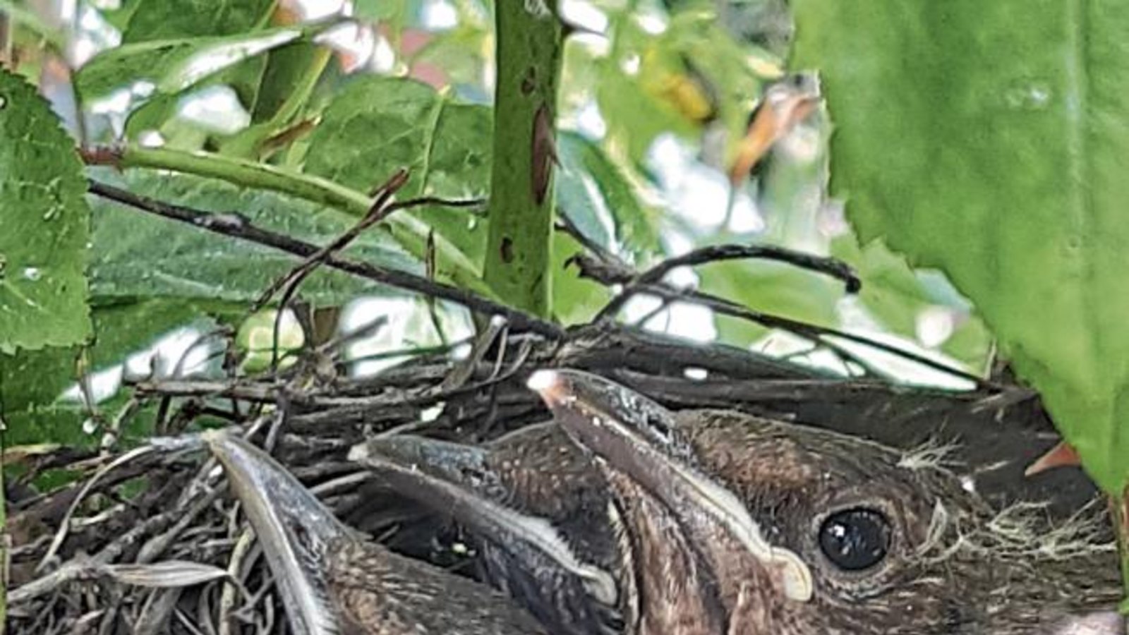 Offensichtlich gut durch die Dornen (im botanischen Sinne Stacheln) einer Rose geschützt, warten hier junge Amseln auf Nachschub. Foto: Roll Offensichtlich gut durch die Dornen (im botanischen Sinne Stacheln) einer Rose geschützt, warten hier junge Amseln auf Nachschub. Foto: Roll