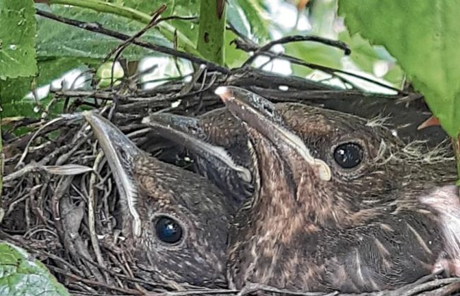 Offensichtlich gut durch die Dornen (im botanischen Sinne Stacheln) einer Rose geschützt, warten hier junge Amseln auf Nachschub.  Foto: Roll