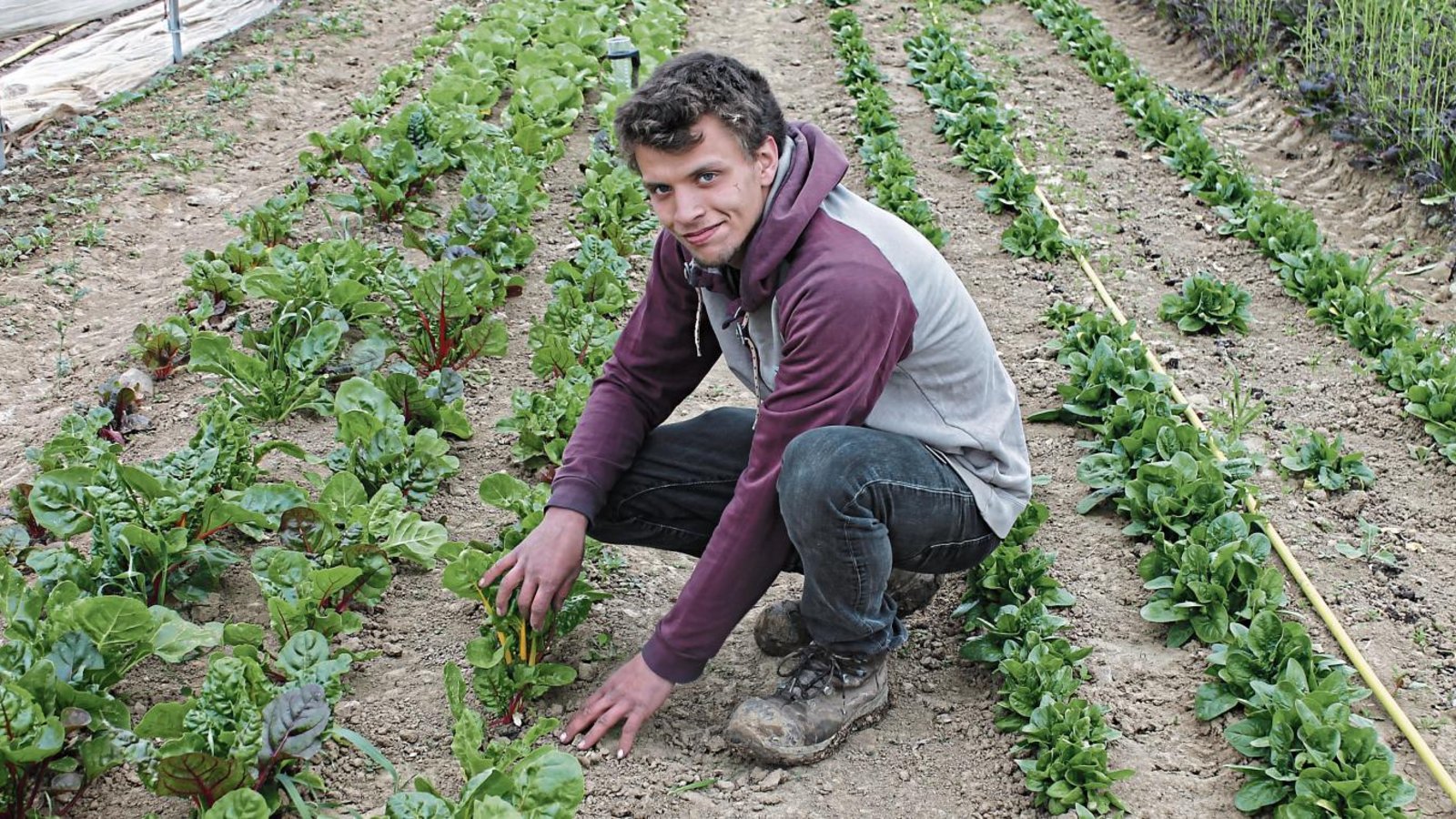 Luka Schwehr in seinem Element: hier im Gewächshaus in Mühlacker. Er baut dort sämtliche Salatsorten an, die er auf dem Markt verkauft. Foto: Stogios Luka Schwehr in seinem Element: hier im Gewächshaus in Mühlacker. Er baut dort sämtliche Salatsorten an, die er auf dem Markt verkauft. Foto: Stogios