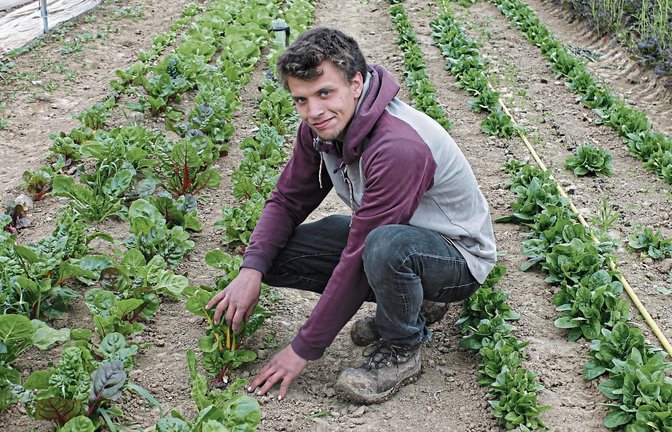 Luka Schwehr in seinem Element: hier im Gewächshaus in Mühlacker. Er baut dort sämtliche Salatsorten an, die er auf dem Markt verkauft.  Foto: Stogios