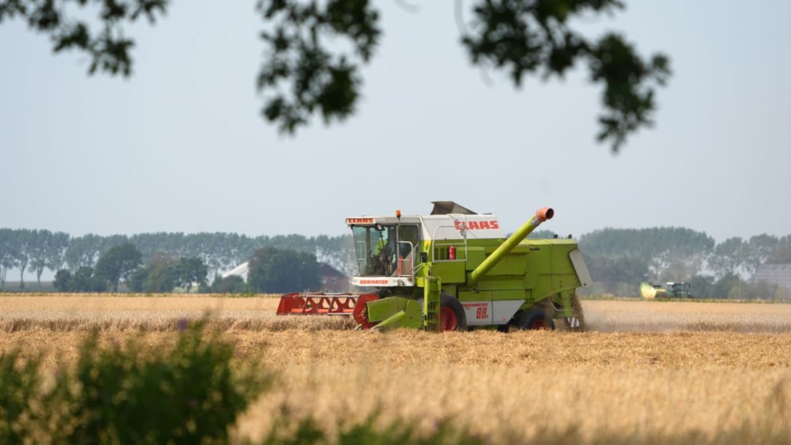 Die Getreideernte in Deutschland wird in diesem Jahr wohl besonders mager ausfallen (Symbolfoto).Marcus Brandt/dpa