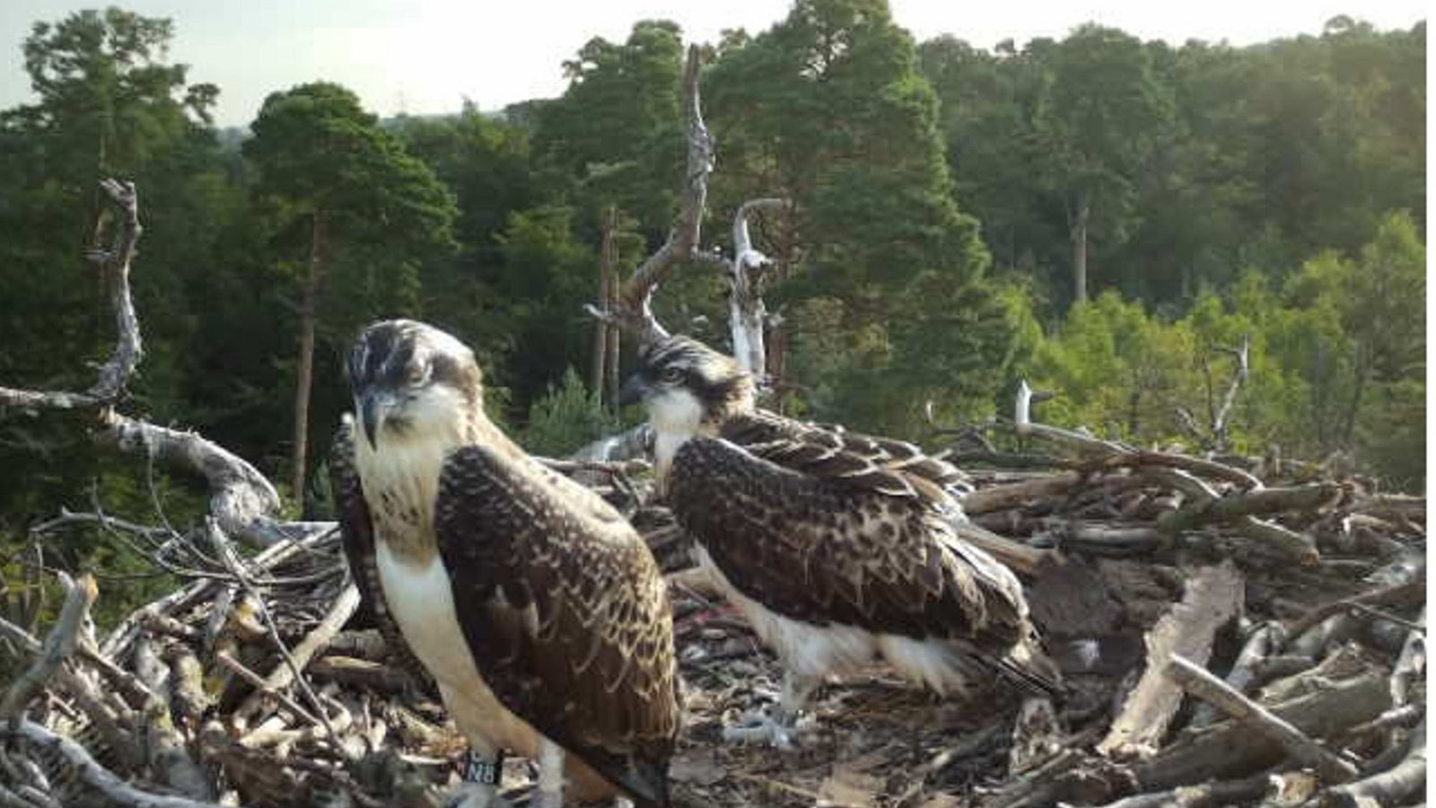 Aufnahme aus dem Fischadler-Horst.Foto: Nabu Aufnahme aus dem Fischadler-Horst.Foto: Nabu
