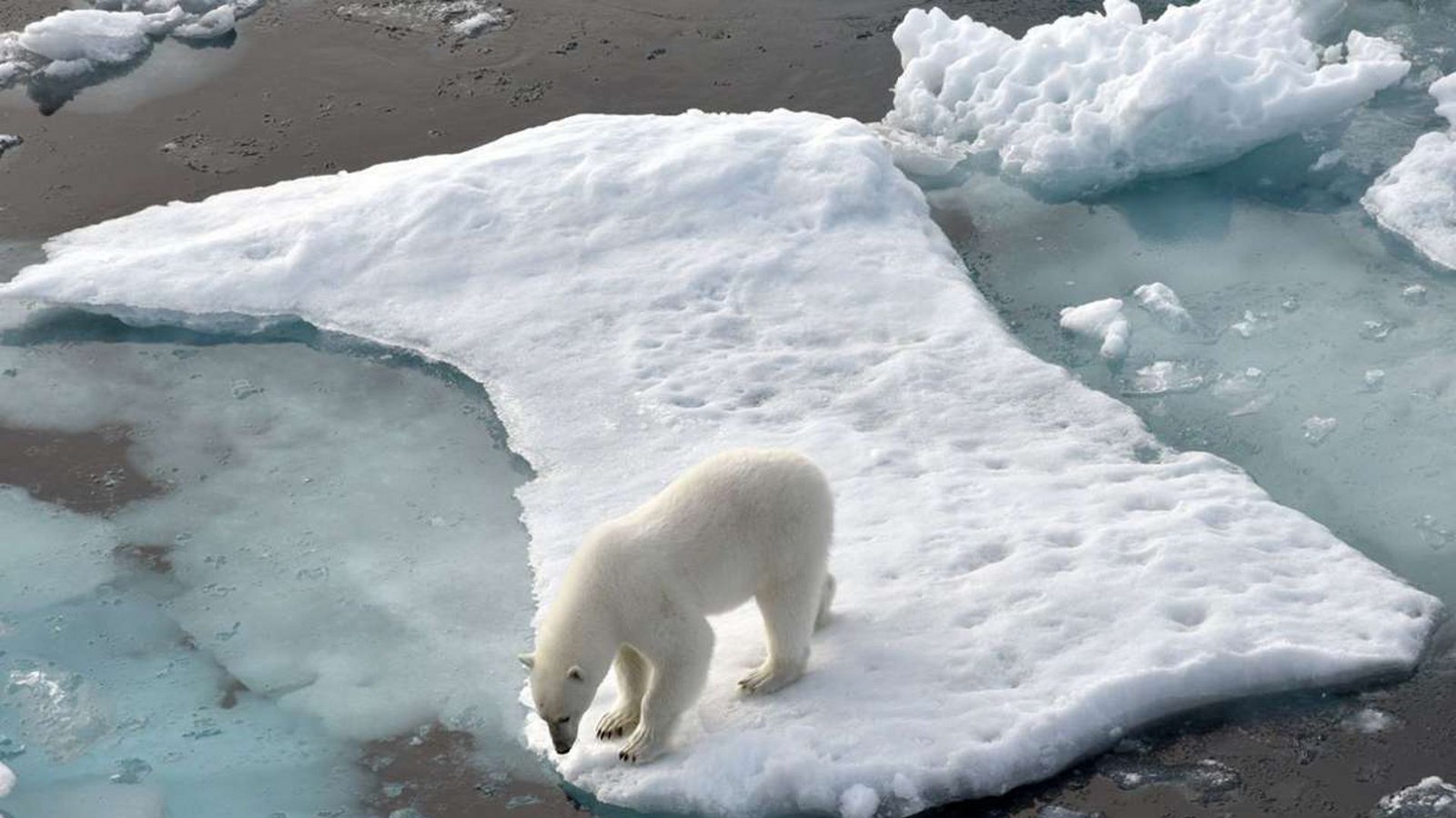 Bedrohte Arten: Schon bei einer Zwei-Grad-Erderwärmung sind die Tierarten der Polarregionen wie Eisbären, Robben und Pinguine bedroht, dasselbe gilt für die Bewohner artenreicher Ökosysteme wie Korallenriffe und Mangrovenwälder (Bild: Ein Eisbär steht im Nordpolarmeer auf einer Eisscholle).Foto: Ulf Mauder/dpa Bedrohte Arten: Schon bei einer Zwei-Grad-Erderwärmung sind die Tierarten der Polarregionen wie Eisbären, Robben und Pinguine bedroht, dasselbe gilt für die Bewohner artenreicher Ökosysteme wie Korallenriffe und Mangrovenwälder (Bild: Ein Eisbär steht im Nordpolarmeer auf einer Eisscholle).Foto: Ulf Mauder/dpa