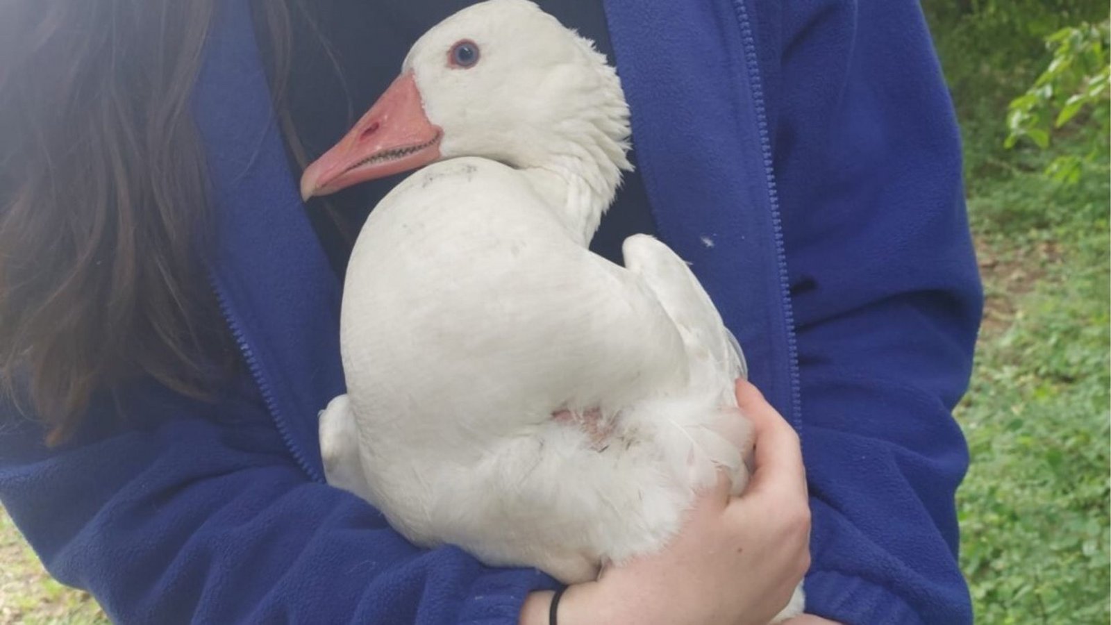 Auch diese Gans war einmal seine Patientin.Foto: privat