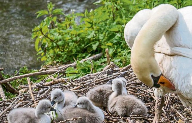 Familie Schwan an der Enz bei der Körperpflege, fotografiert von Berthold Mede.