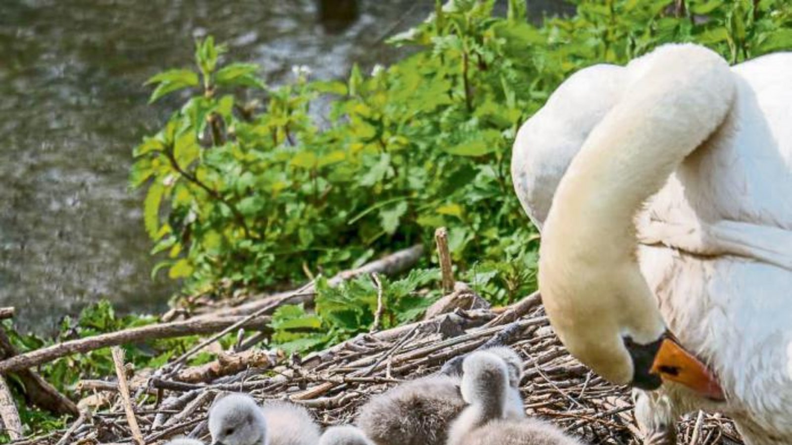 Familie Schwan an der Enz bei der Körperpflege, fotografiert von Berthold Mede.