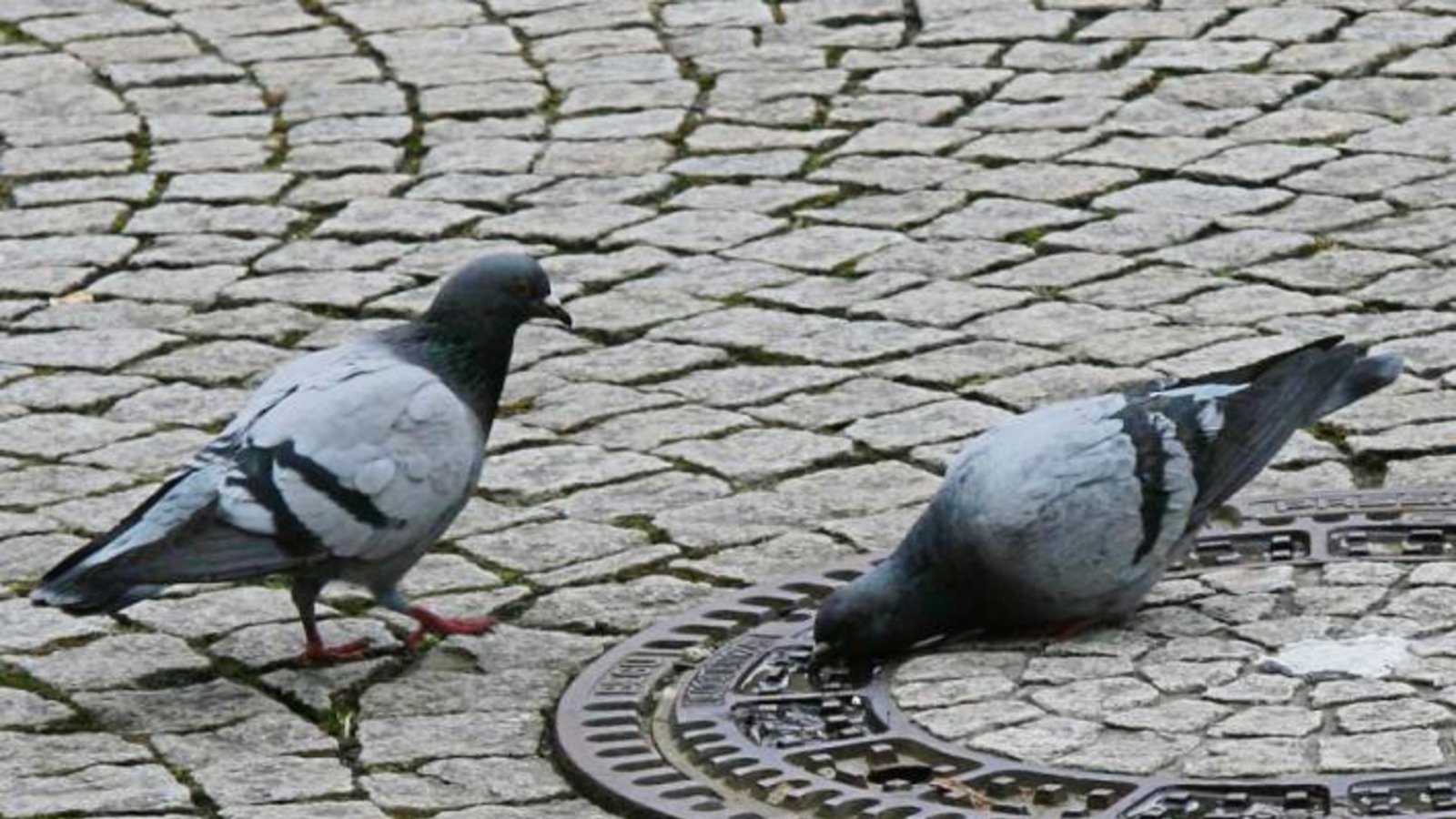 Steht der Löwenbrunnen still, dann trinkt die Vaihinger Taube eben woanders. Foto: sr