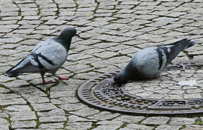 Steht der Löwenbrunnen still, dann trinkt die Vaihinger Taube eben woanders. Foto: sr