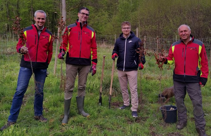 Dr. Michael Nill, Dr. Christian Sußner, Sven Grau und Bernd Renner (von links) bei der Baumpflanzung im Sersheimer Wald.  <span class='image-autor'>Foto: LL</span>