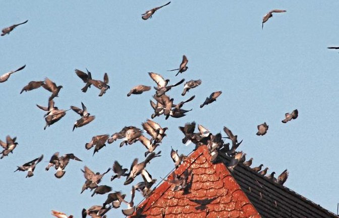 Eine Szene wie bei Hitchcock über dem Vaihinger Marktplatz. Foto: Romanowski
