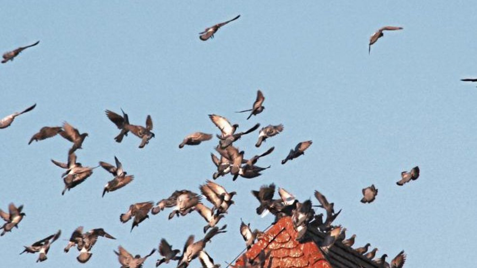 Eine Szene wie bei Hitchcock über dem Vaihinger Marktplatz. Foto: Romanowski