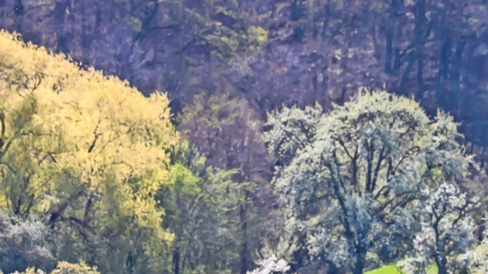 Bald blüht es wieder kräftig in der Region, wie hier in Bissingen/Teck – ein hoher Freizeitwert, ebenso die charakteristischen Kulturlandschaften mit den Weinbergen bei Mundelsheim oder mit Ausblicken wie von der Burgruine am Kappelberg.Foto: Bald blüht es wieder kräftig in der Region, wie hier in Bissingen/Teck – ein hoher Freizeitwert, ebenso die charakteristischen Kulturlandschaften mit den Weinbergen bei Mundelsheim oder mit Ausblicken wie von der Burgruine am Kappelberg.Foto: 