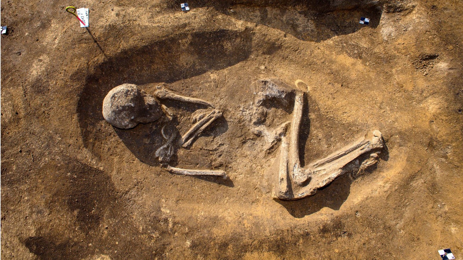 Das Skelett eines 35 bis 40 Jahre alten Mannes ist auf dem Eulenberg in Magdeburg in einem rund 6000 Jahre Hockergrab zu aus der späten Steinzeit sehen.Foto: dpa/Klaus-Dietmar Gabbert Das Skelett eines 35 bis 40 Jahre alten Mannes ist auf dem Eulenberg in Magdeburg in einem rund 6000 Jahre Hockergrab zu aus der späten Steinzeit sehen.Foto: dpa/Klaus-Dietmar Gabbert