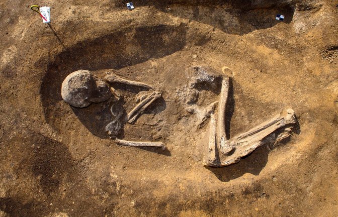 Das Skelett  eines 35 bis 40 Jahre alten Mannes ist auf dem Eulenberg in Magdeburg in einem rund 6000 Jahre Hockergrab zu aus der späten Steinzeit sehen.<span class='image-autor'>Foto: dpa/Klaus-Dietmar Gabbert</span>