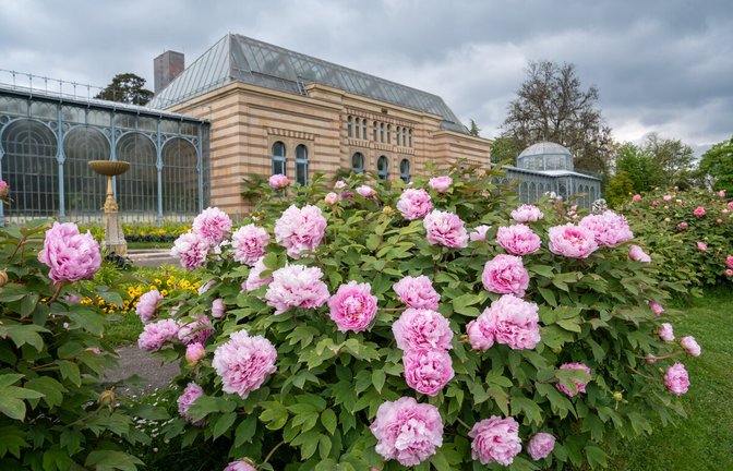 Die Pfingstrosen sind in voller Pracht  in der Wilhelma erblüht.<span class='image-autor'>Foto: Wilhelma/Birger Meierjohann</span>