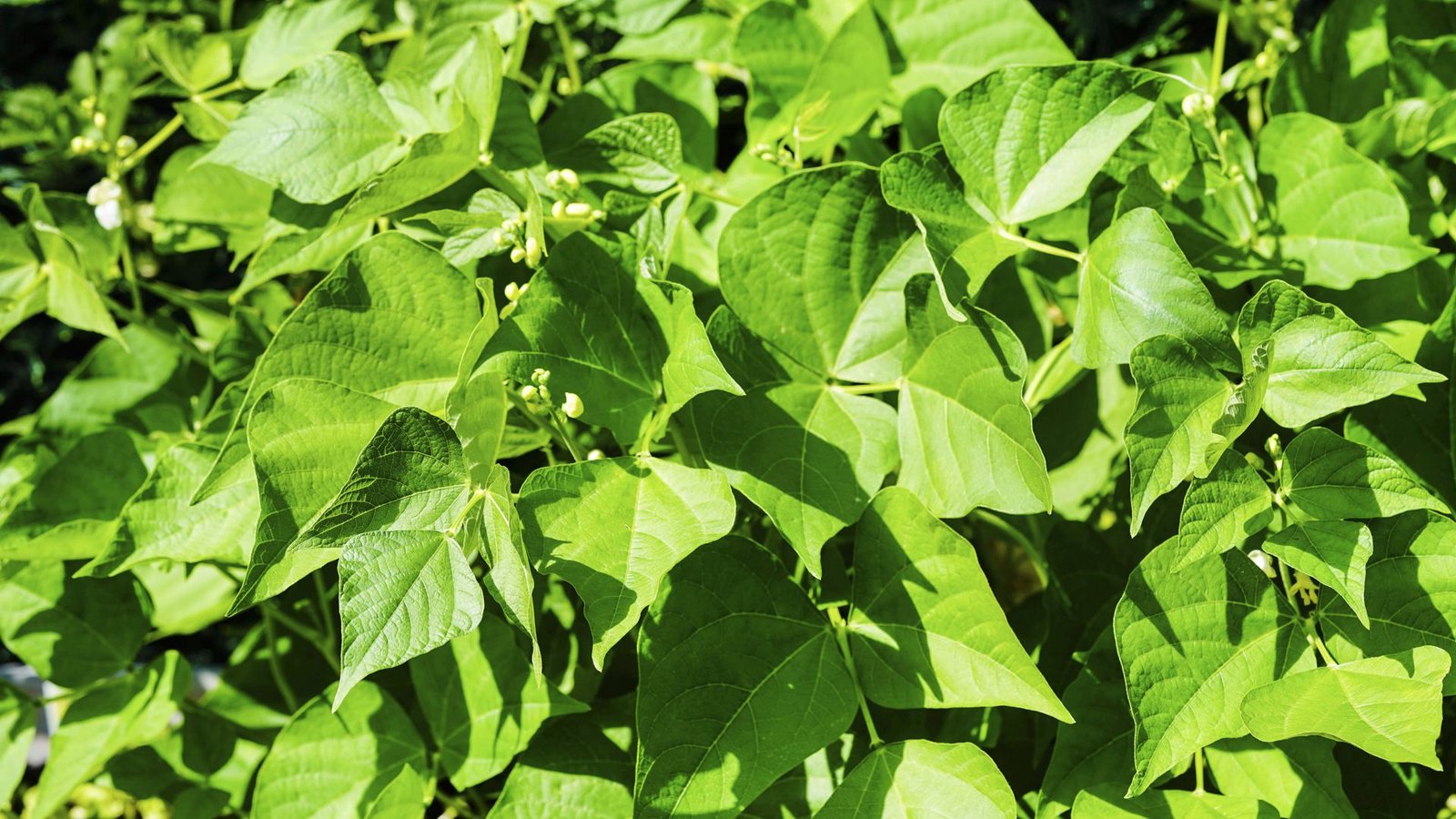 Gartenbohne (Phaseolus vulgaris): Eine der beliebtesten Gemüsesorten – die Bohne – ist zum Beispiel giftig. Sie enthält Phasin, das schwere Vergiftungen wie Erbrechen, Herzrasen oder Krampfanfälle hervorrufen kann. Der Inhaltsstoff Phasin zerfällt beim Erhitzen. Gegarte Bohnen sind giftfrei.Foto: Imago/Blickwinkel Gartenbohne (Phaseolus vulgaris): Eine der beliebtesten Gemüsesorten – die Bohne – ist zum Beispiel giftig. Sie enthält Phasin, das schwere Vergiftungen wie Erbrechen, Herzrasen oder Krampfanfälle hervorrufen kann. Der Inhaltsstoff Phasin zerfällt beim Erhitzen. Gegarte Bohnen sind giftfrei.Foto: Imago/Blickwinkel