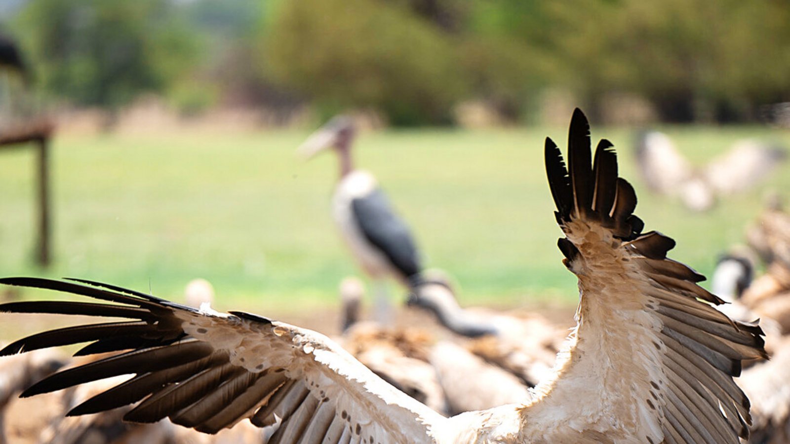 Geier – hier in einer größeren Gruppe zu sehen. In Südafrika sind alle neun Geier-Arten bedroht.Foto: Chris Elsey Geier – hier in einer größeren Gruppe zu sehen. In Südafrika sind alle neun Geier-Arten bedroht.Foto: Chris Elsey