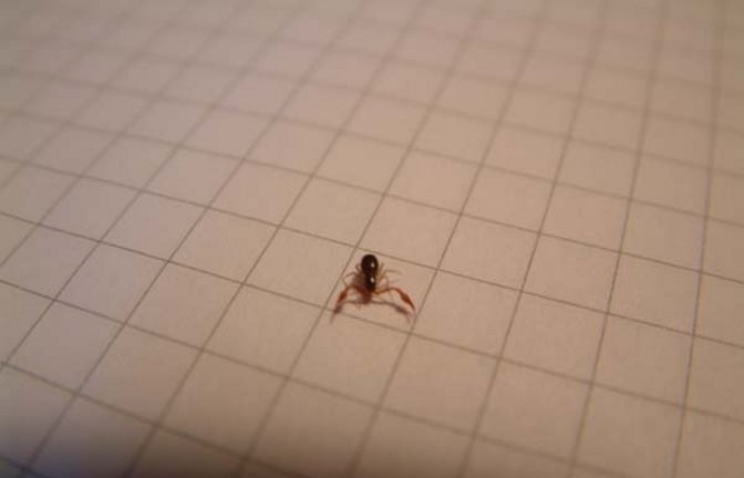 Der Enzweihinger Pseudoskorpion. Foto: Fischer