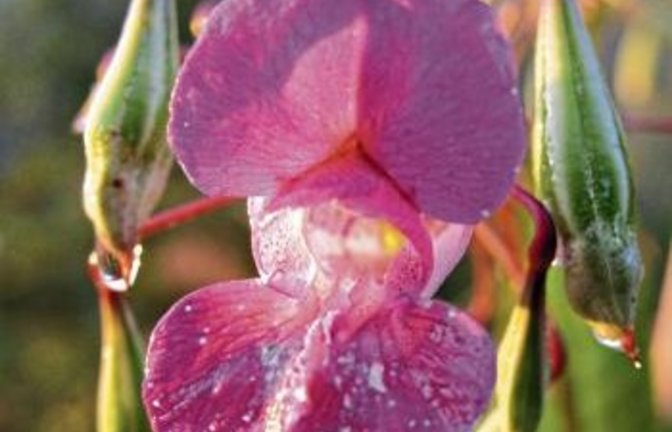 Schön, aber ein invasiver Neophyt: das Indische Springkraut.  Foto: Archiv
