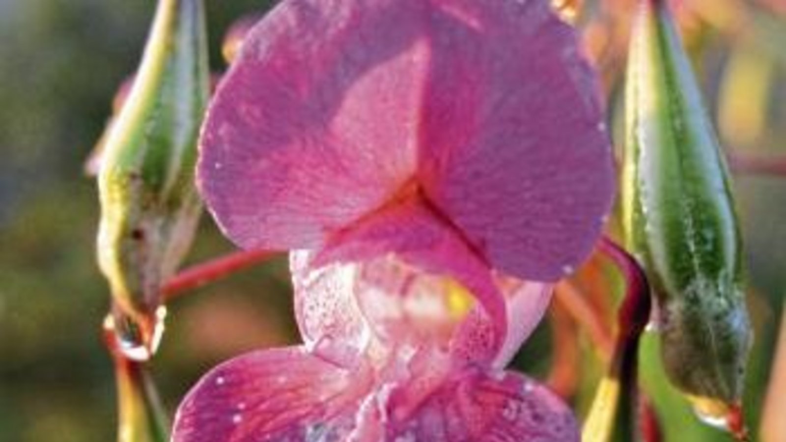 Schön, aber ein invasiver Neophyt: das Indische Springkraut. Foto: Archiv Schön, aber ein invasiver Neophyt: das Indische Springkraut. Foto: Archiv