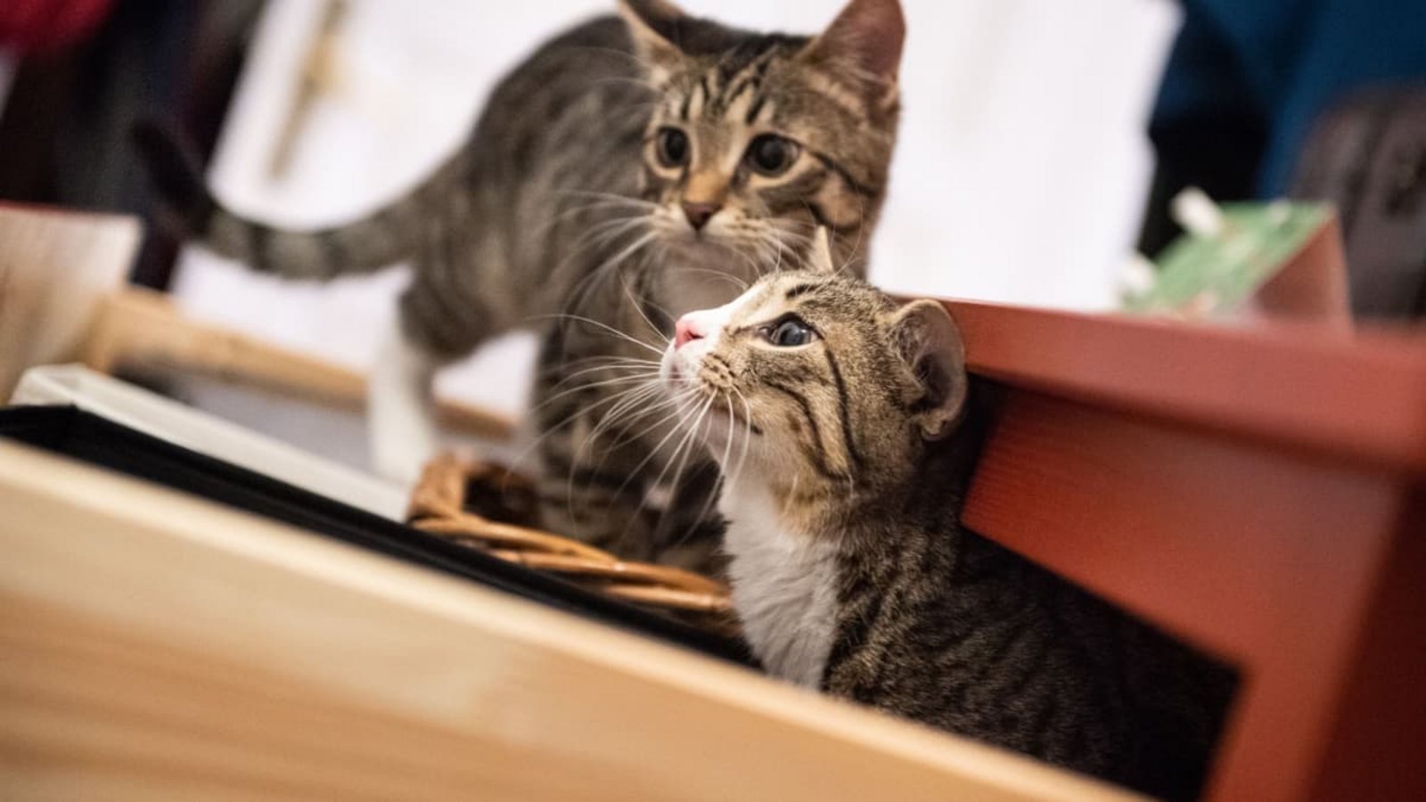 Zwei Katzengeschwister erkunden eine Wohnung. (Symbolbild)Franziska Gabbert/dpa-mag/dpa Zwei Katzengeschwister erkunden eine Wohnung. (Symbolbild)Franziska Gabbert/dpa-mag/dpa